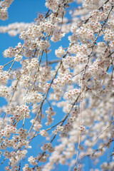 cherry blossom in spring