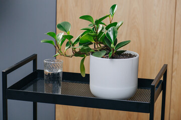 Potted plant and a glass of water on a metal tray table