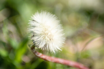 dandelion flower in spring