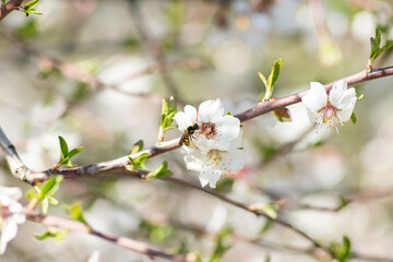 wasp collecting pollen from cherry blossom in spring