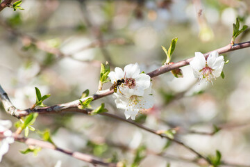 wasp collecting pollen from cherry blossom in spring
