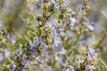 aromatic flower with purple flowers (rosmarinus)