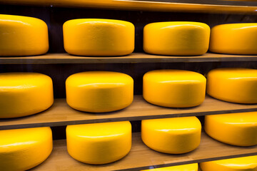 Wheels of cheese in a maturing storehouse dairy cellar on wood shelves