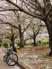 Fototapeta premium 散り桜と自転車