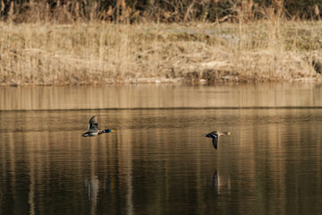 Dwie kaczki krzyżówki w locie nad taflą jeziora. - obrazy, fototapety, plakaty