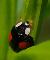 A ladybug, Coccinellidae, sitting on plant stem and eating tiny yellow aphids