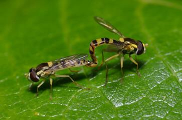 Close up of hoverflies, Syrphidae, mating on a green leaf