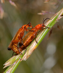 Hogweed bonking beetles, Rhagonycha fulva, mating on a spike in front of blurred background