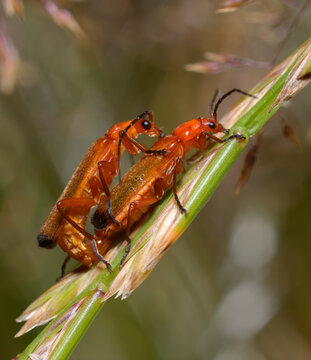Hogweed bonking beetles, Rhagonycha fulva, mating on a spike in front of blurred background