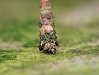 Bagworm on the mossy ground in front view
