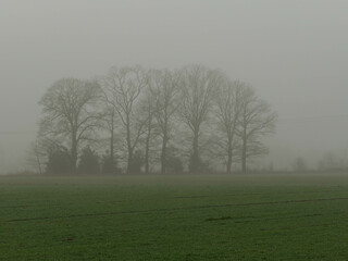 Wiosenny mglisty poranek nad łąkami. Drzewa, słupy elektryczne pogrążone są w gęstej mgle. - 492362224