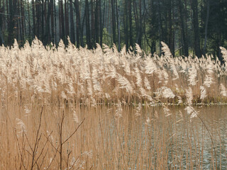 Przedwiośnie nad jeziorem. Słoneczny dzień. Suche, żółte kłosy wodnych traw kołyszą się na wietrze.
