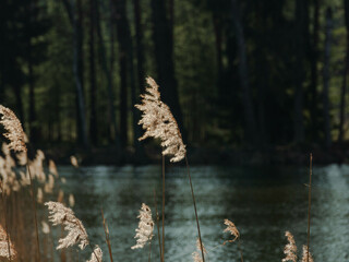 Przedwiośnie nad jeziorem. Słoneczny dzień. Suche, żółte kłosy wodnych traw kołyszą się na wietrze. - 492362255