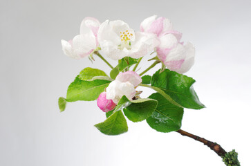  Blossoming branch of an apple tree on a light background. 