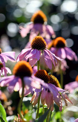 Dreamy spring garden with backlit pink coneflowers, Echinacea purpurea, family Asteraceae