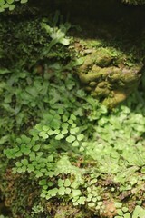 green moss on the rocks
