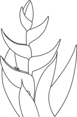 Heliconia, outline of tropical flower. Vector illustration 
flower coloring book