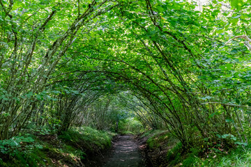 Tunnel de noisetiers verdoyants formant une voute sur le chemin de randonnée du puy de Pariou dans...