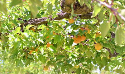 apricots growing in the tree among leaves
