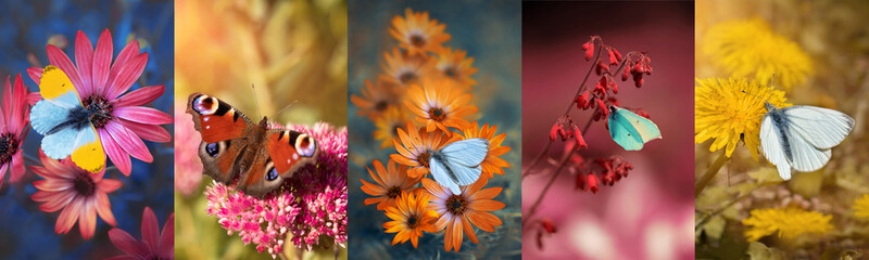 kolaż wiosenny, motyle na kwiatach