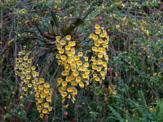 Bright yellow epiphytic orchid species dendrobium lindleyi or Lindley's dendrobium flowers blooming...