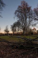 Parklandschaft ,im Vordergrund ein Haufen aus Geäst vom letztem Sturm dahinter Birken auf einer...