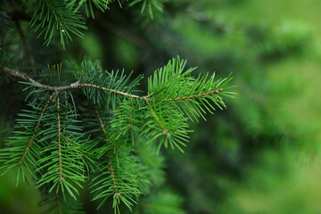 Green fir needles in the foreground