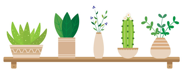 set of plants / flowerpots on the shelf / home decoration / leaf / nature / 
flowerpot / green