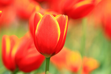 amazing view of blooming colorful Tulip flowers,close-up of beautiful red with yellow Tulip flowers blooming in the garden
