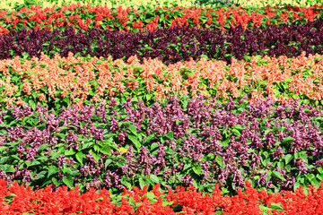 beautiful scenery of blooming Scarlet Sage(Redstring,Tropical Sage) flowers,many red and purple flowers blooming in the garden at a sunny day