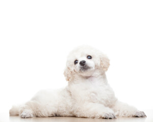 image of dog white background