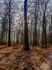 autumn in the forest