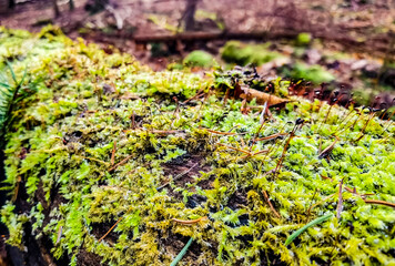 moss on the rock