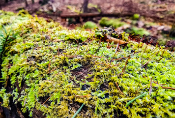 moss on the rock
