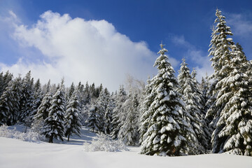 Obraz premium White snow covered spruces in the Carpathian mountains.