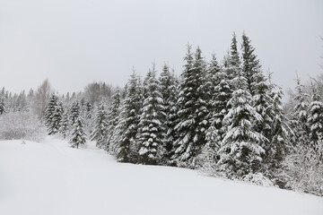 Fototapeta na wymiar Winter landscape in foggy weather snow-covered spruces on a mountain slope.