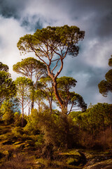 Fototapety na wymiar - Fototapeta24.pl