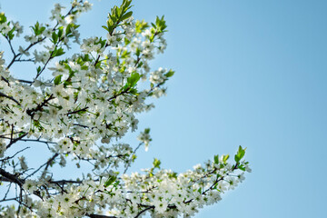 Spring flowering. White flowers on a tree against a clear blue sky in clear sunny weather. Flowering fruit tree. Spring mood.