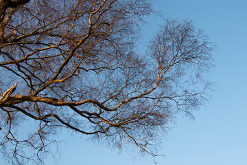Branches of a tree against blue sky