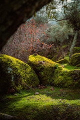 moss covered rocks