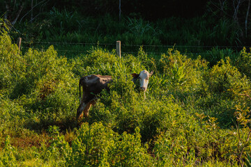 Naklejka premium Horses and cows grazing in green farm forest at sunset golden hour