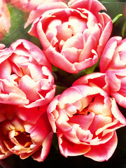 Wonderful photos of beautiful peony tulips