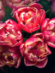 Wonderful photos of beautiful peony tulips