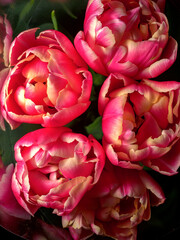 Wonderful photos of beautiful peony tulips