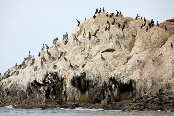 Kormorane - 17-Mile-Drive (USA / Westküste)