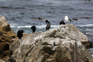 Kormorane - 17-Mile-Drive (USA / Westküste)