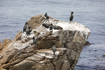 Kormorane - 17-Mile-Drive (USA / Westküste)