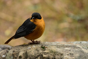 rock chat