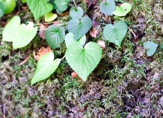 Hoja verde con forma de corazón sobre fondo de musgo.