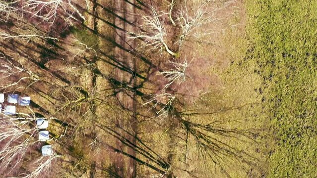 Abstract vertical aerial view from flying backwards over forest path with row of leafless birch trees looking like white skeletons